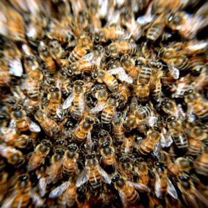 طرد أربعة إطارات Essaim abeille