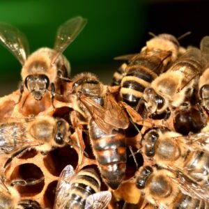 bees, beekeeping, insect, wings, honey comb, honey, honeybee, animal, queen, carnica, nature, fauna, carniolan honey bee, honey comb, honey comb, honey comb, honey comb, honey comb, honeybee, honeybee, honeybee, honeybee, honeybee