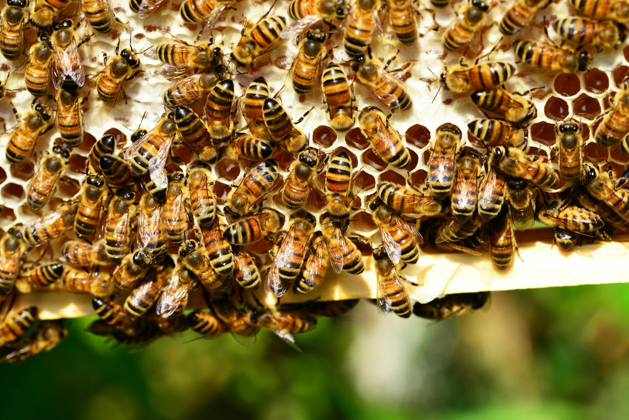 Honey Bees Bees Hive Bee Hive 53444 53444 Scaled