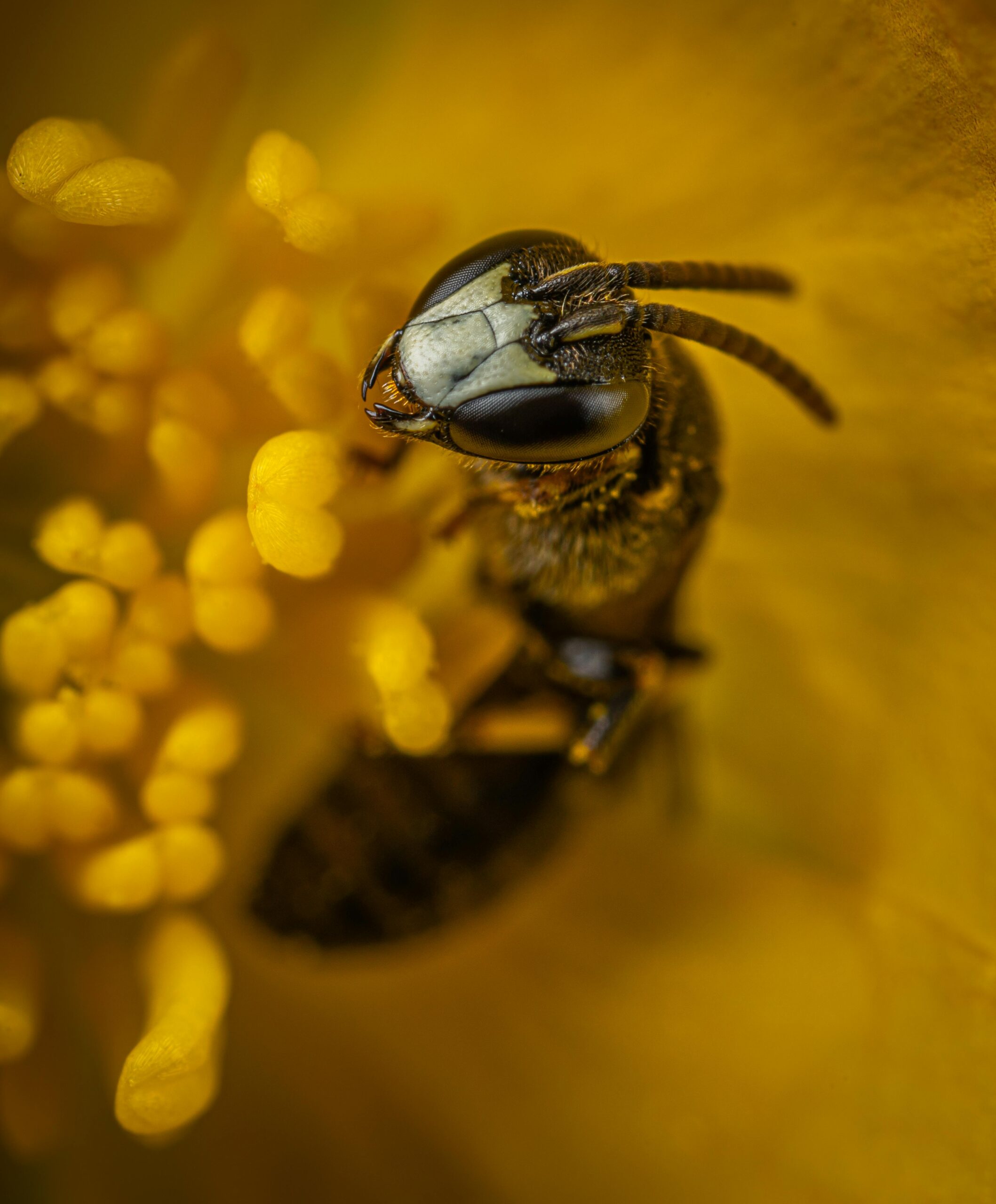 Close-up of a bee gathering pollen from a vibrant yellow flower in natural daylight.