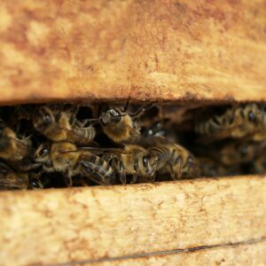 Close-up view of bees clustered in a wooden beehive, showcasing pollination and colony behavior.